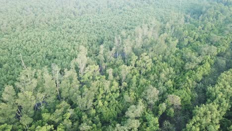 Luftaufnahme-Von-Mangrovenwäldern-In-Malaysia,-Südostasien.